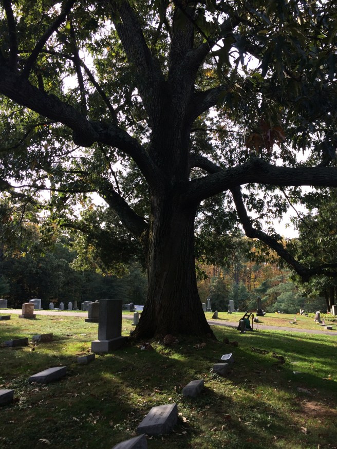 A majestic oak, about 50 feet from the Meade family plot.