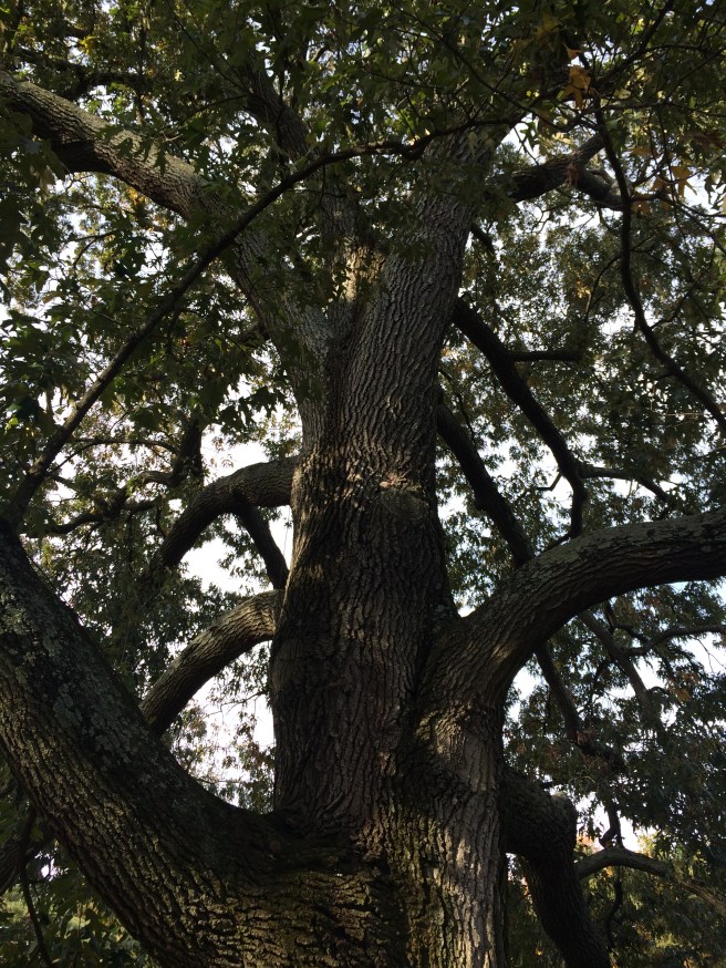 The lightning rod's wire runs down the side of this magnificent tree.