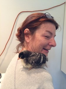 A chicken on my shoulder. This is Butterball. She's now 15 weeks old, and still sits on my shoulder, though I don't recommend it. :-)