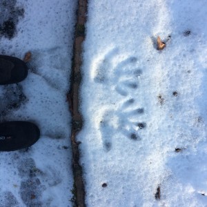 My son's handprints in the snow. Not much of a 'blizzard'.