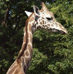 "Hello. May I please speak to Mr. G. Raffe?" Source: nationalzoo.si.edu