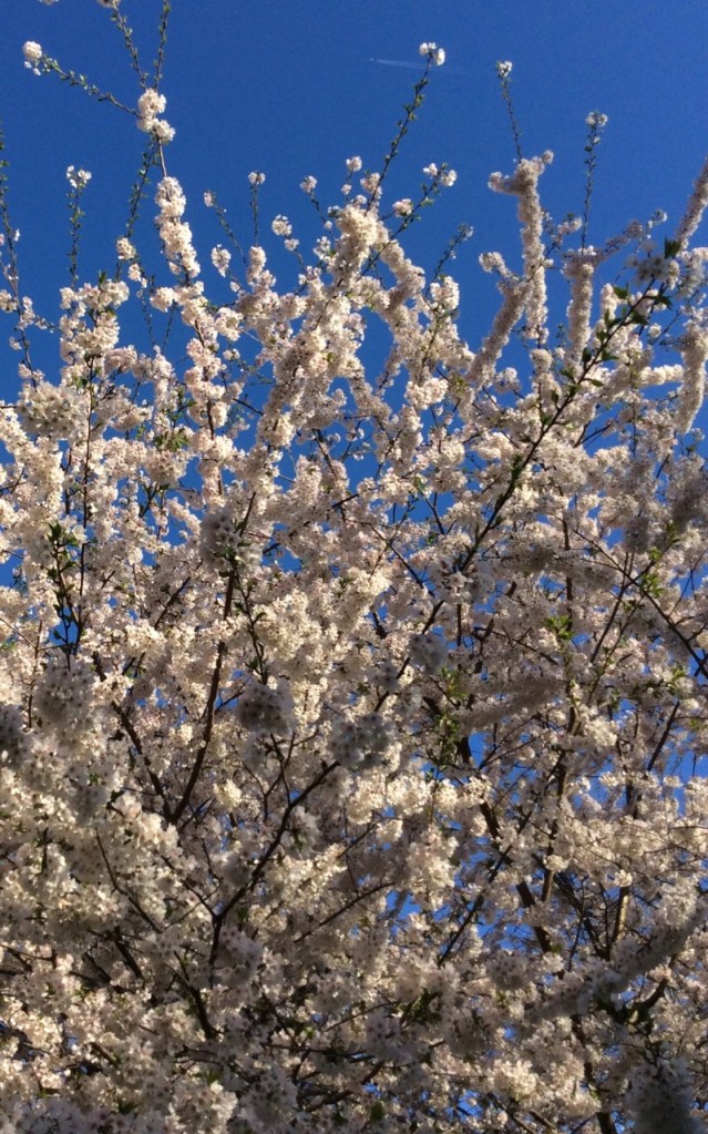 Spring has sprung in D.C. Nice!