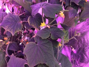 The light is actually red right now; it varies from green to blue to red depending on what is going on with the plants (blooming, producing fruit, resting). The yellow blooms are cucumbers. The pink blooms are string beans.