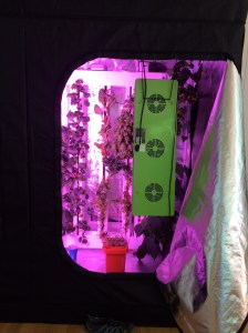 A growtent in the sun room. It is fitted out with tomatoes, lettuce, and a lot of herbs. The plants you see are about six to eight weeks old.