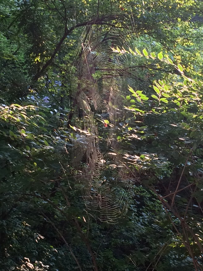 Another view of the impressive web.