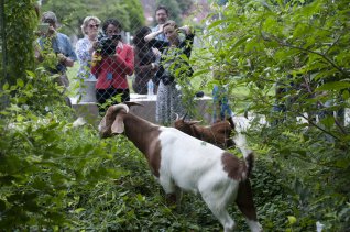 Goats clearing Congressional Cemetery, with fans at the fence. Source: Rollcall.com