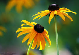 Source: examiner.com