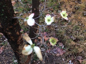 Dogwood. In December.