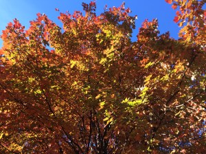 Brilliant color. It's Thanksgiving!